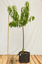 broskyňa prunus persica Flamingo airpot