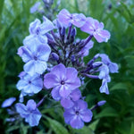 Flox metlinatý Phlox paniculata ´Blue Boy´ jedlé kvety
TKBPHLBLUBOYK