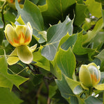 Ľaliovník tulipánokvetý kvet detail listy strom