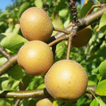 ázijská hruška Kumoi veľké plody
OSAHKUM