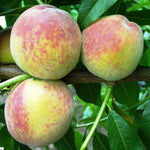 broskyna prunus persica Favorita Morettini plody