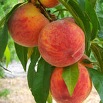 prunus persica broskyňa Harbinger