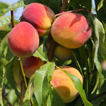 prunus persica broskyňa Redhaven plody