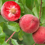 broskyňa Roter Weinbergpfirsich Prunus perscica červené plody červená dužina