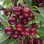 čerešňa Moreau červené plody