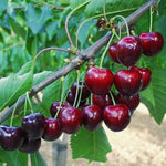 čerešňa Granát plody