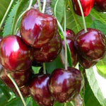 čerešňa Karešova plody