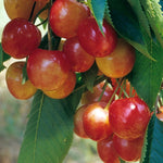 čerešňa Napoleonova prunsu avium plody