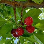 čerešňa Regina prunus avium červené plody