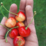 čerešňa Vlkova prunus avium plody v dlani