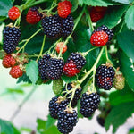 černica Triple crown Rubus fruticosus