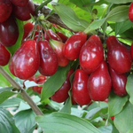 drieň Lukjanovskij cornus mas veľké červené plody