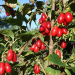 Drieň Paczoski cornus mas červené plody