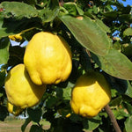 dula cydonia oblonga Bereczki Botermo plody