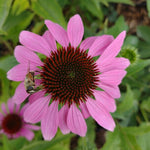 Echinacea purpurová kvet ružový OBEPURK