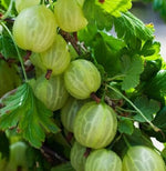 Egreš Hinnonmaki žltý