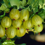 Egreš Lady Sun plody detail ovocný ker