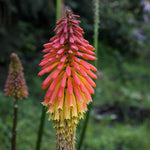 Knipholia fakľovka kvet TSKNIPHOFIAK
