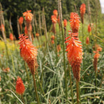 fakľovka Alcazar oranžové kvety TSKNIPALCAK