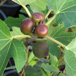 Figa Little Miss Figgy