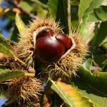 gaštan jedlý castanea sativa plod