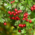 hloh jednosemenný červené plody