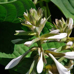 hosta elegans jedlé kvety TJKHOSELEK