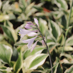 hosta Minuteman jedlé kvety TJKHOSMIMAK