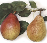 Hruška Clappova maslovka