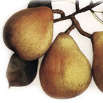 Dekanka Robertova hruška plody