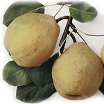 Hruška Hardenpontova