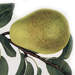 hruška Lucasova plody OSHLUC