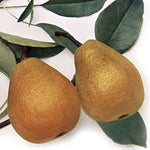 hruška Madame Verte plody