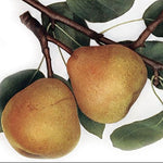 hruška Mechelenská plody