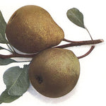 hruška Nelisova zimná plody