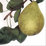 hruška Parížanka plod