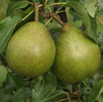 Hruška Dielova maslovka detail plod