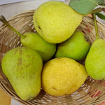 hruška Muškatelka turecká plody