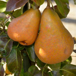 Hruška Tongréská plody detail