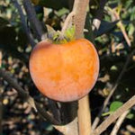 hurmi kaki Nikita's Gift plody