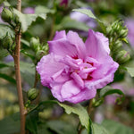 Ibištek sýrsky Ardens detail kvet