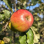 jabloň Discovery plod