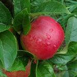 Jabloň Hetlina plody