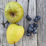 Jabloň Hontianska končiarka plody detail jablká