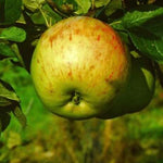 Jabloň Lebelovo plod