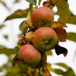 Jabloň Major plod