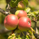Jabloň Multhauptova reneta plody detail