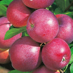 jabloň Spartan plody