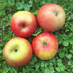 Jabloň Sudetská reneta