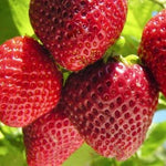 jahoda vivaldi plody